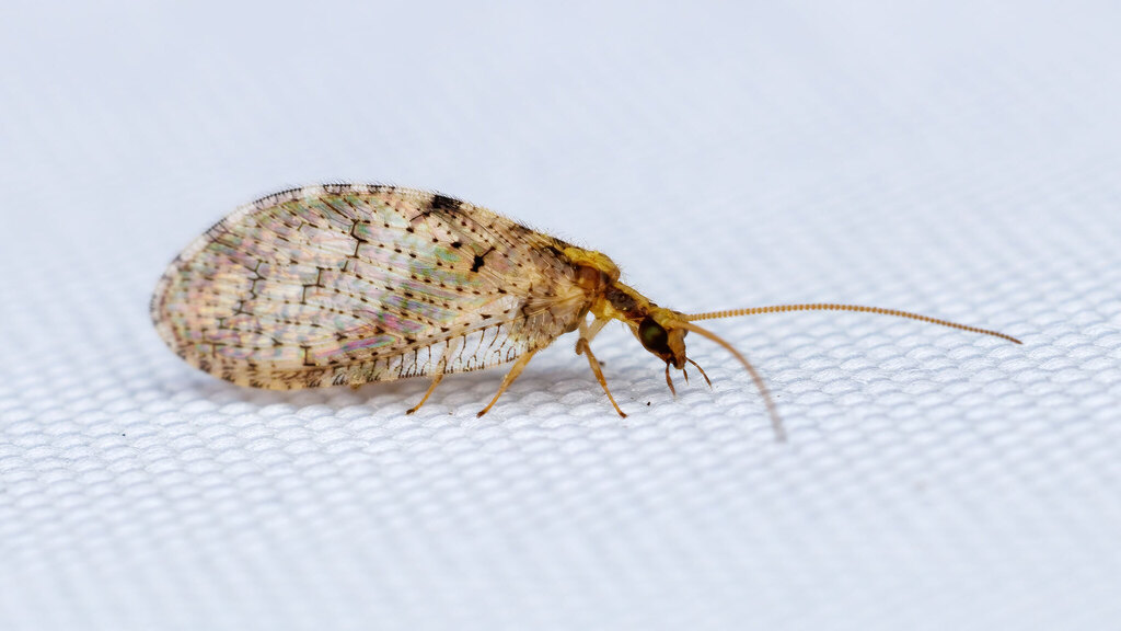 Hemerobiidae Hemerobius humulinus