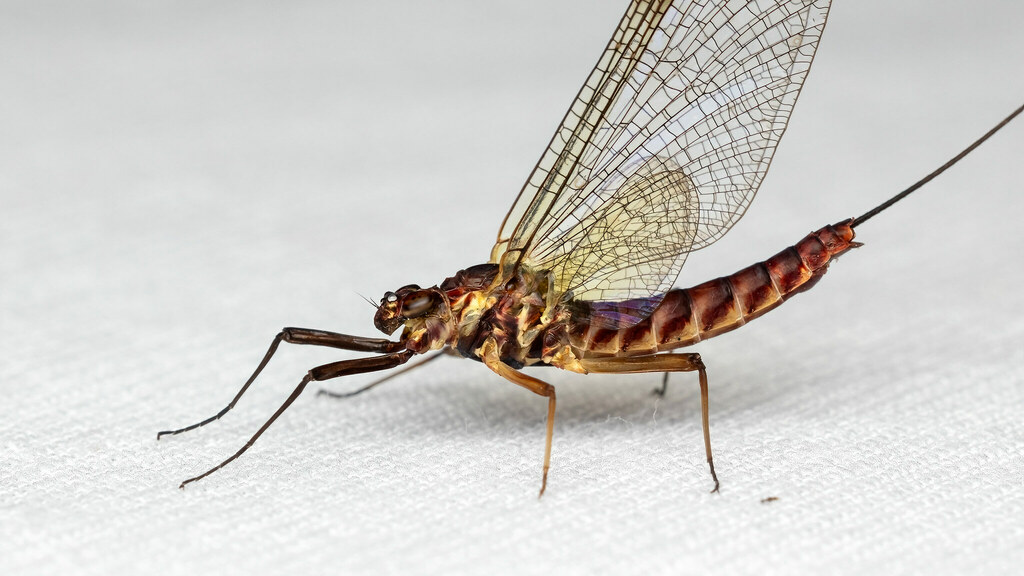 Rhithrogena sp.