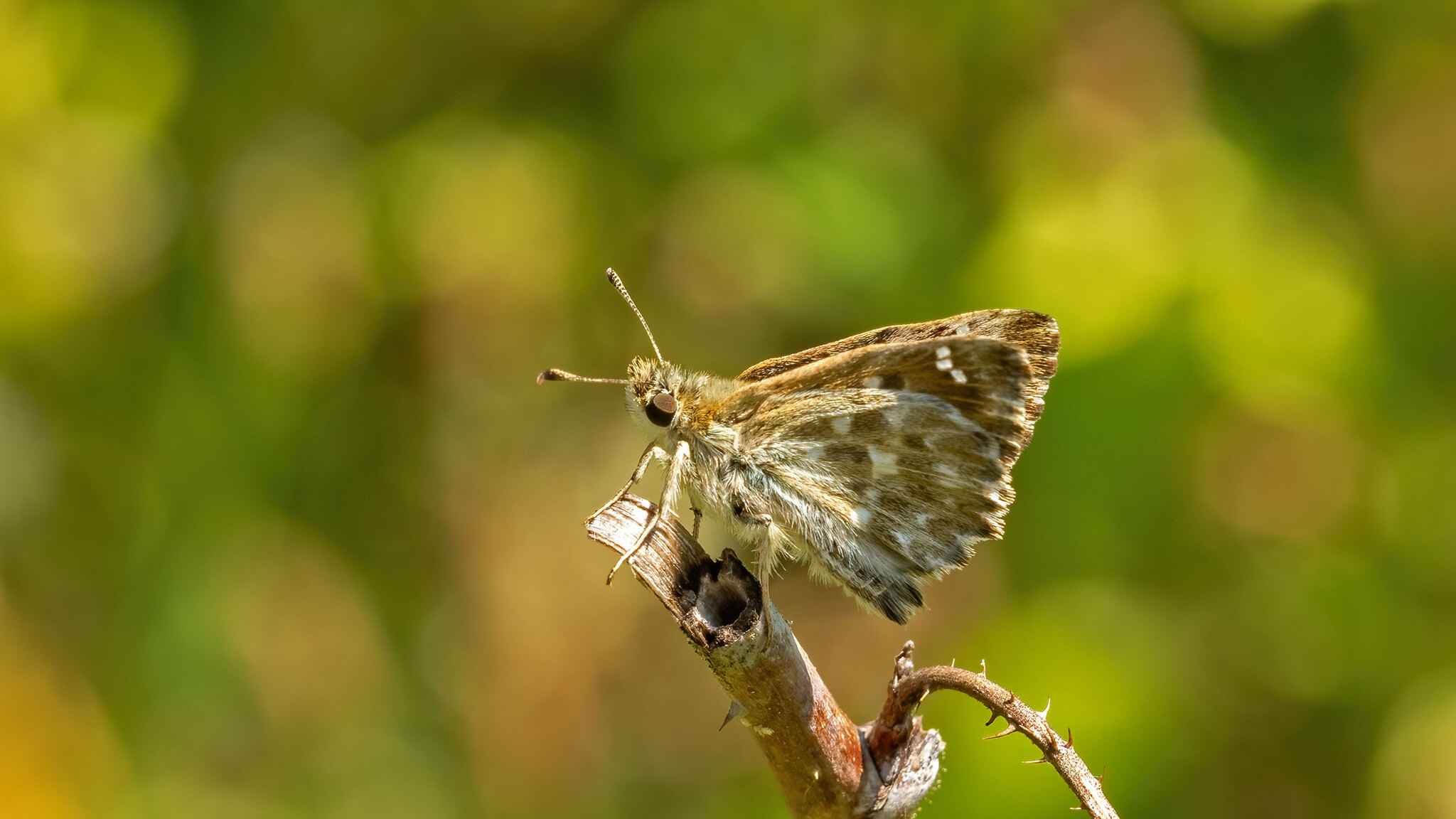 Hesperiidae Carcharodus alceae