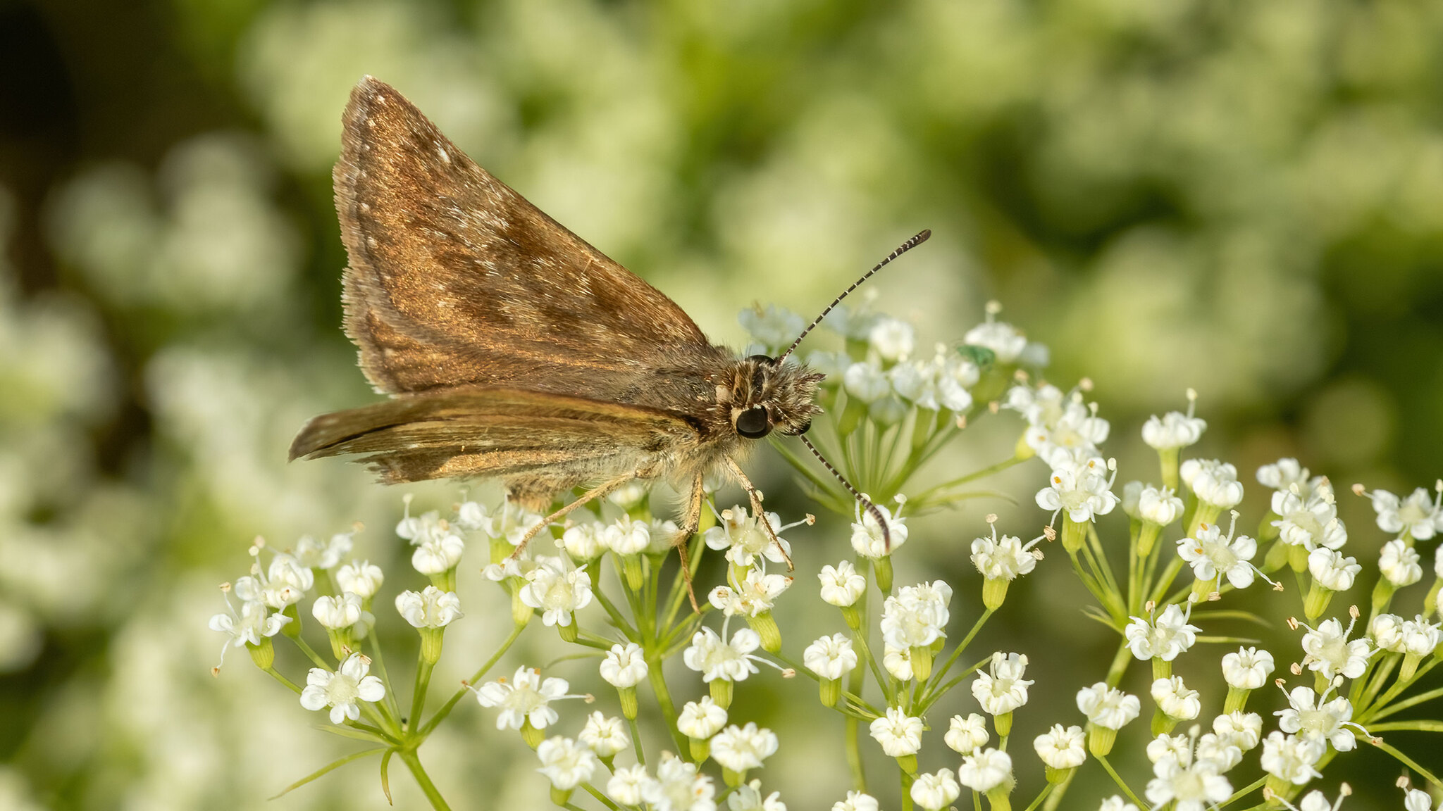Hesperiidae Erynnis tages