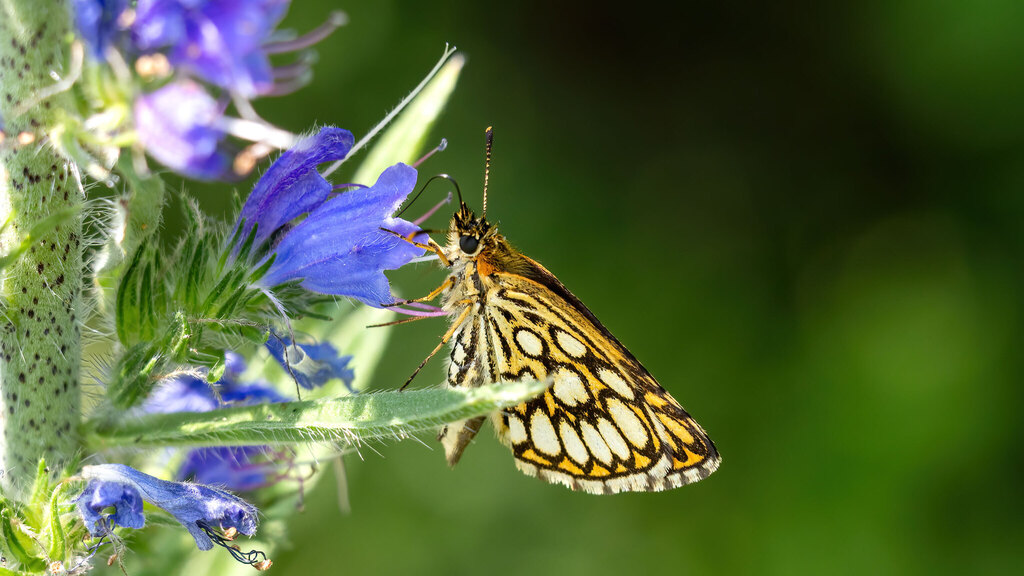 Hesperiidae Heteropterus morpheus