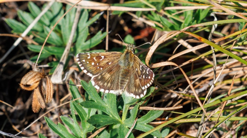 Pyrgus sp.