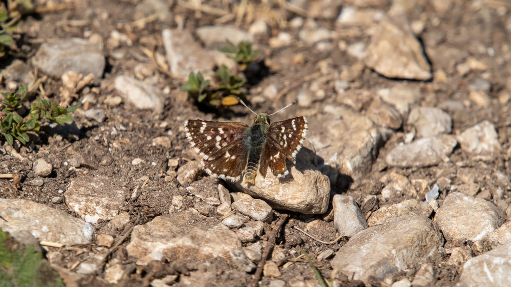 Hesperiidae Spialia sertorius