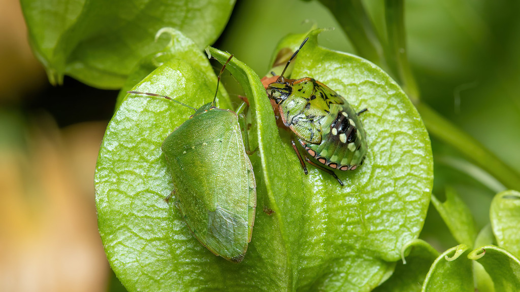 Nezara viridula - Green adult and colourful nymph 