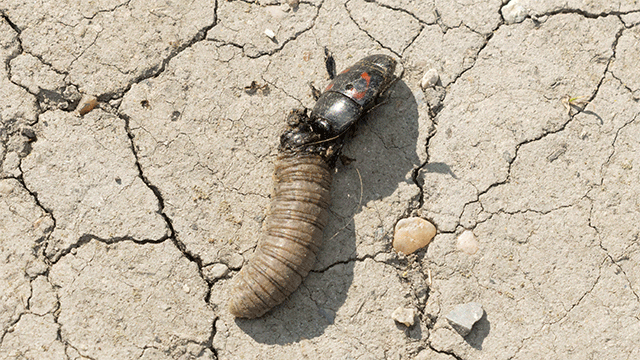 Histeridae Hister quadrimaculatus