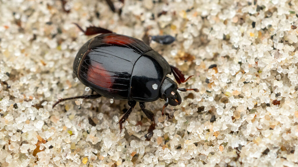 Histeridae Margarinotus purpurascens