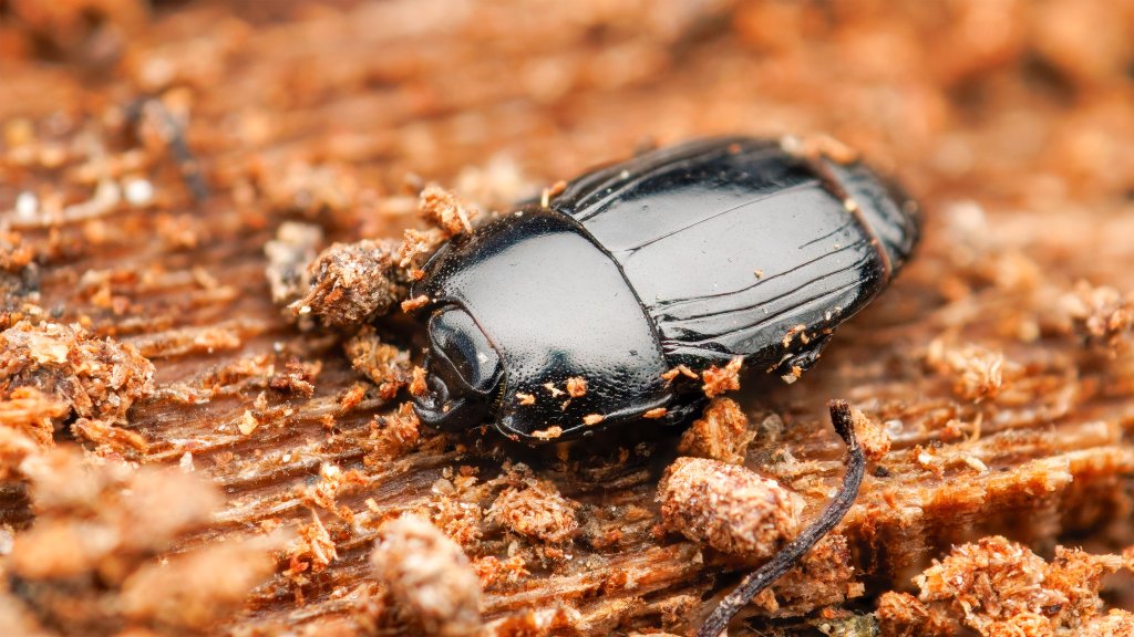 Platysoma compressum