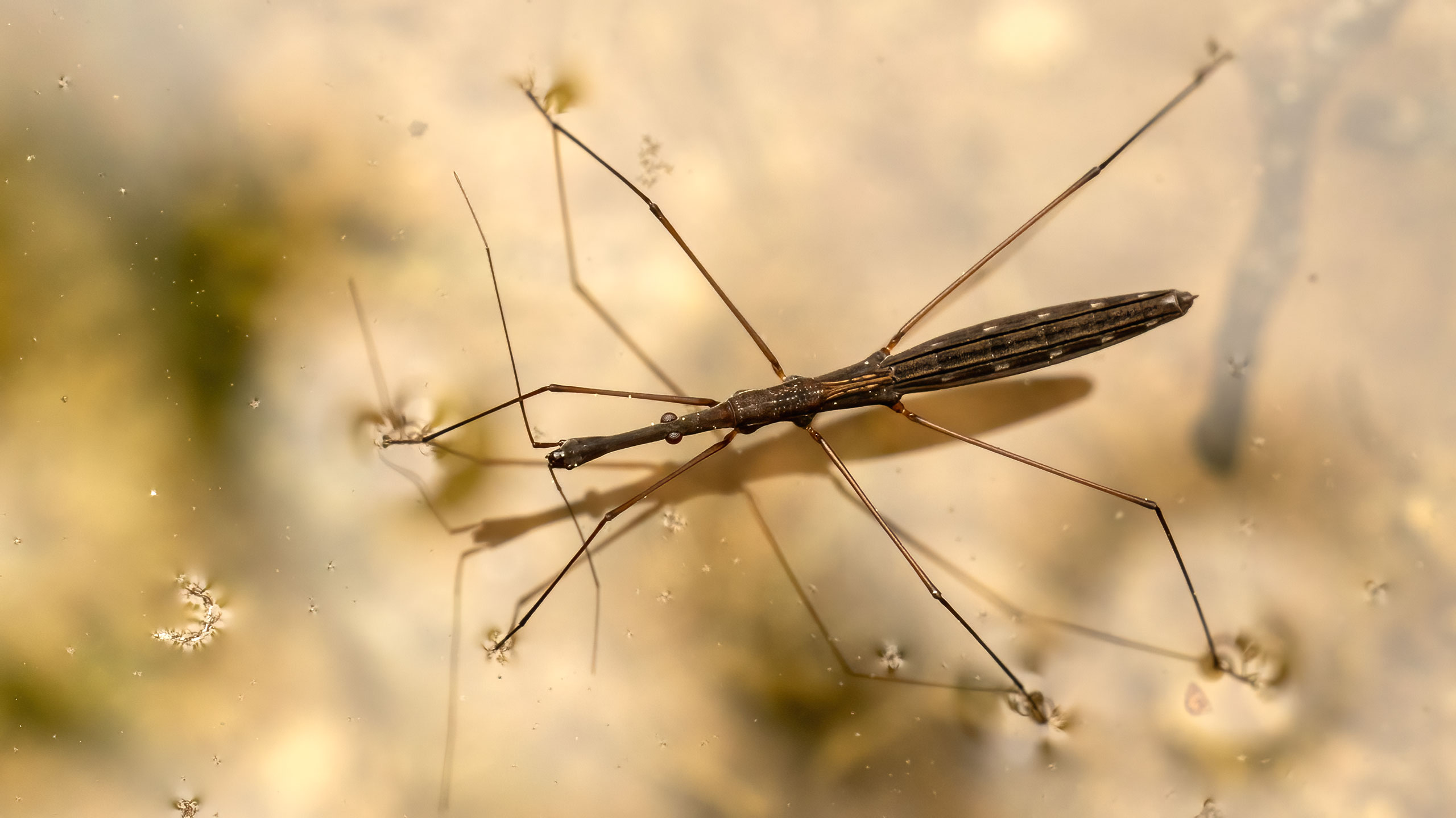 Hydrometridae Hydrometra stagnorum