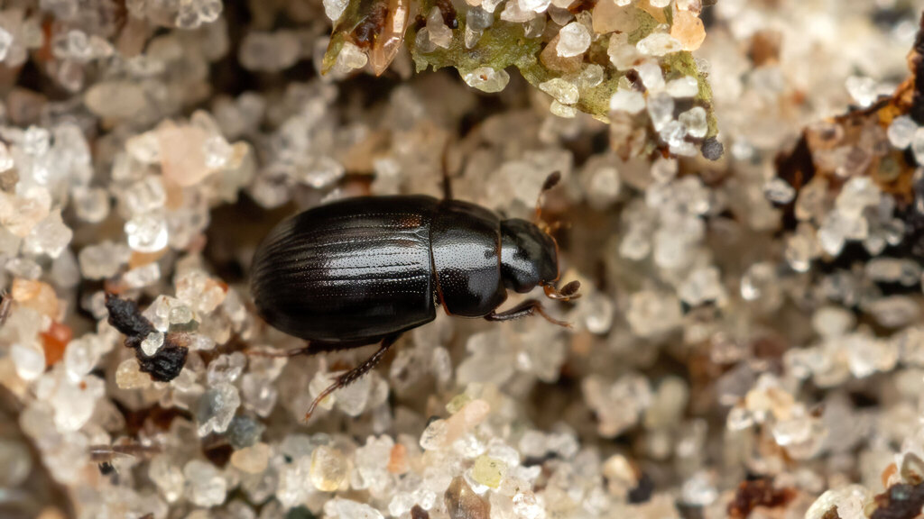 Hydrophilidae Cercyon depressus