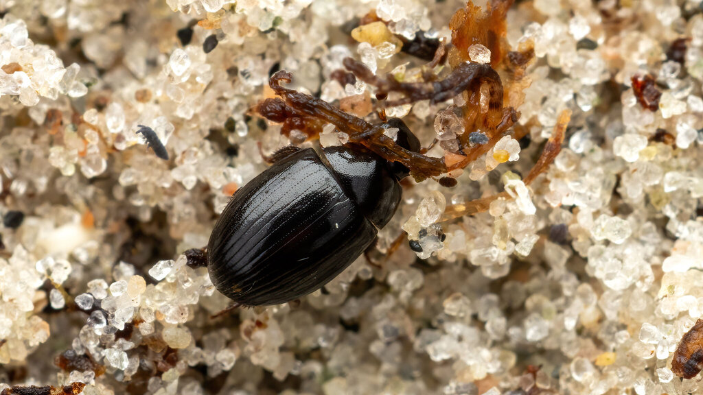 Hydrophilidae Cercyon littoralis