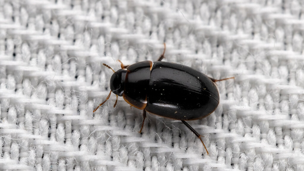 Hydrophilidae Cymbiodyta marginella