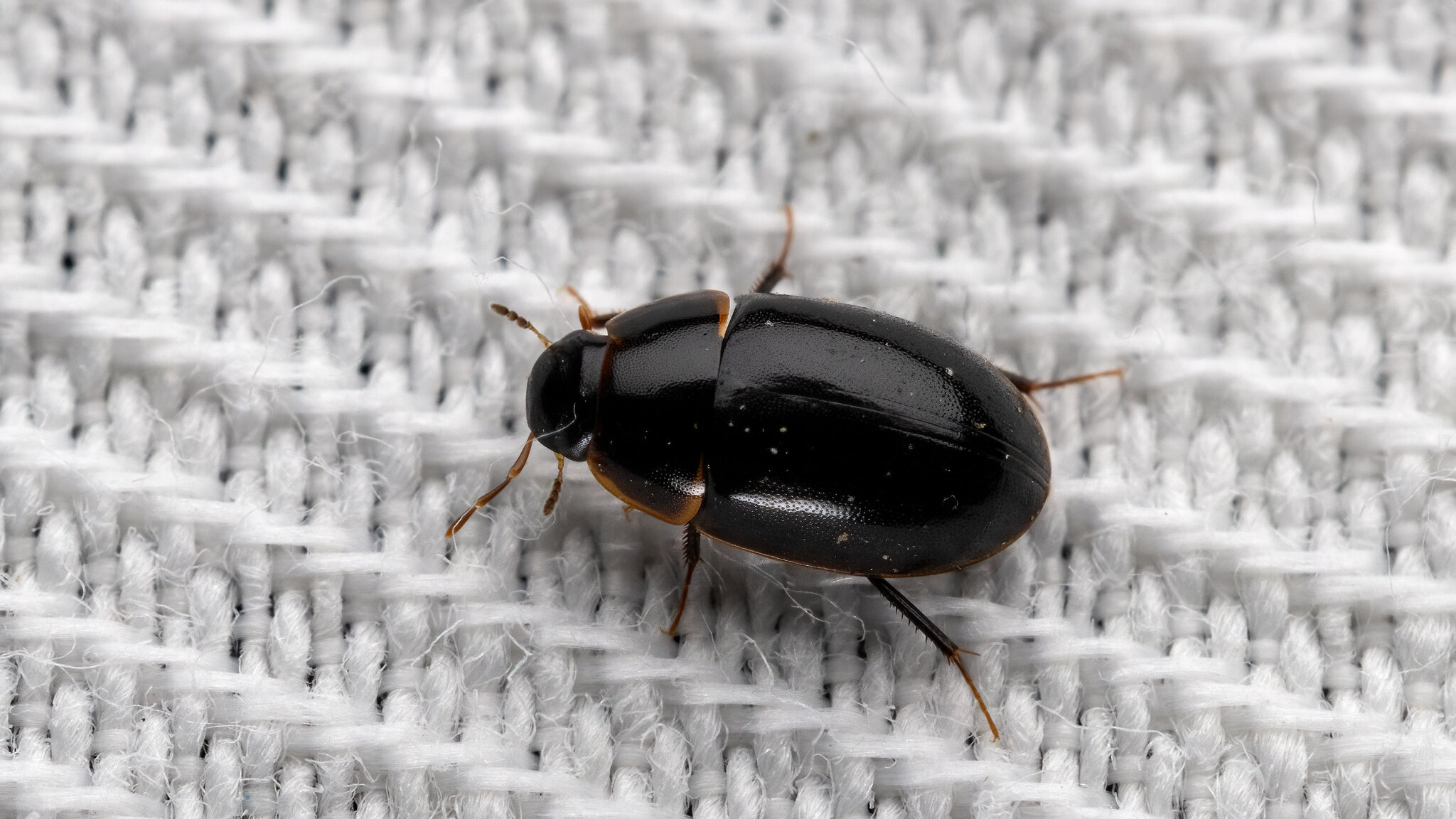 Hydrophilidae Cymbiodyta marginella