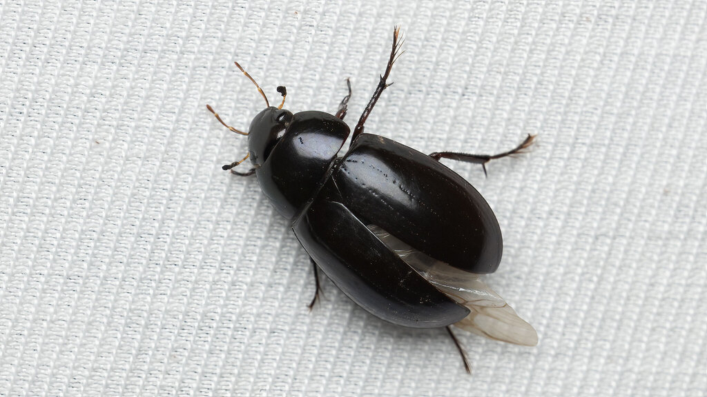 Hydrophilidae Hydrochara caraboides