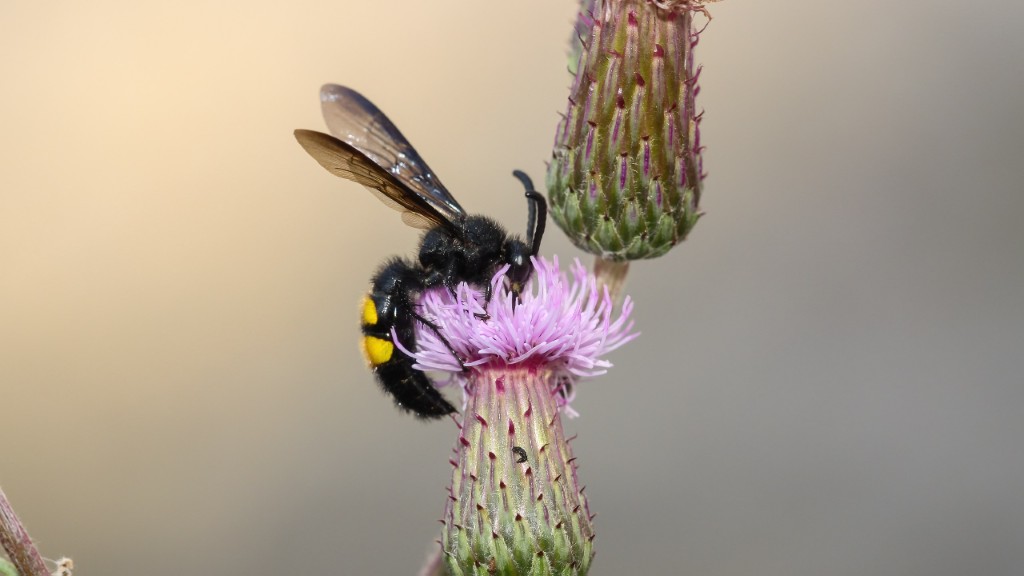 Scolia hirta
