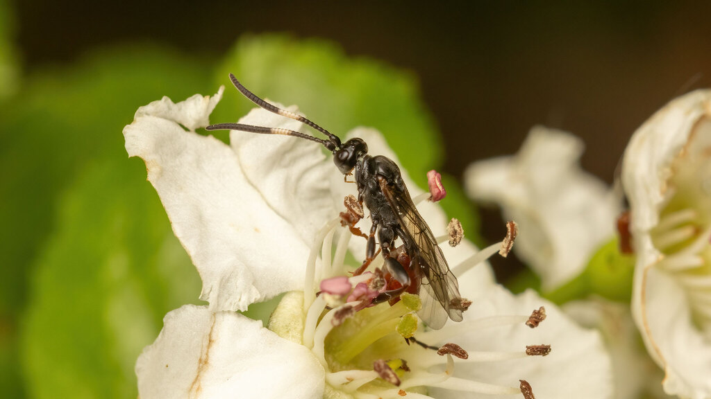 Ichneumonidae Aritranis director