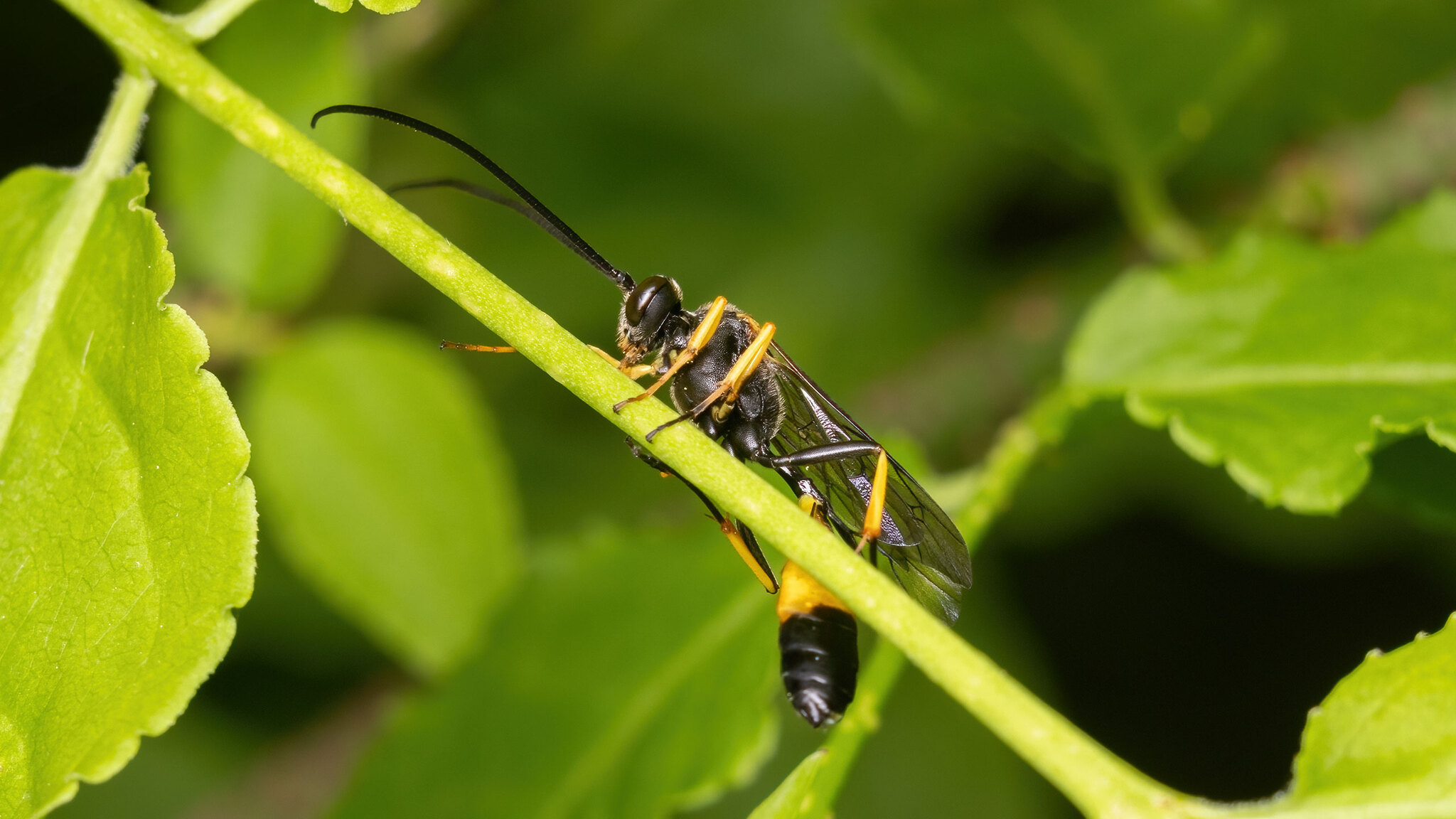Ichneumonidae Dusona