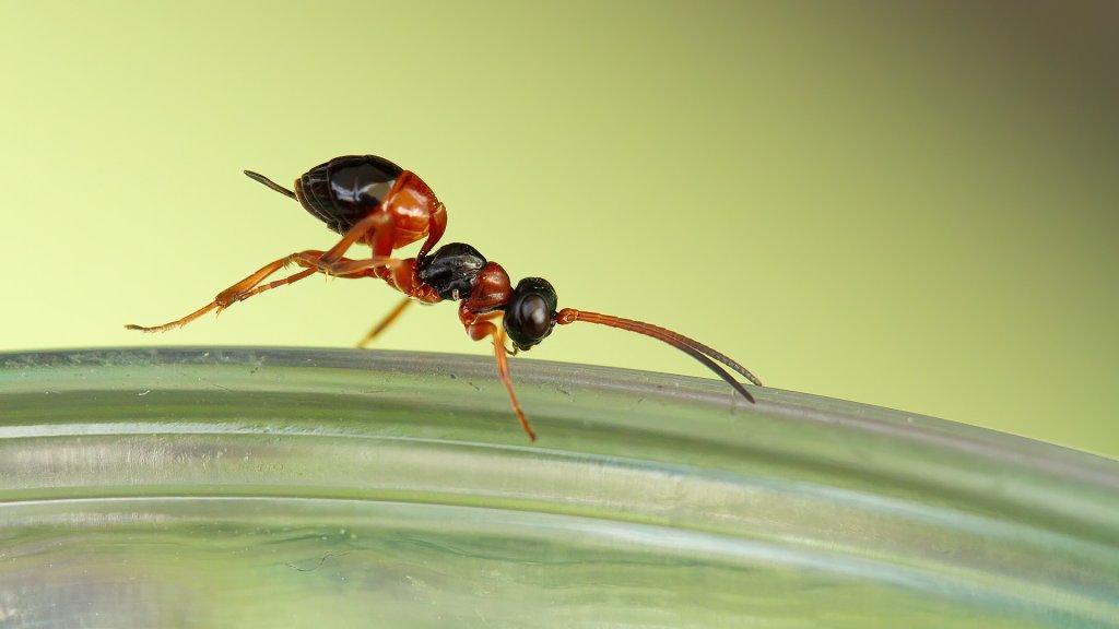 Gelis mutillatus