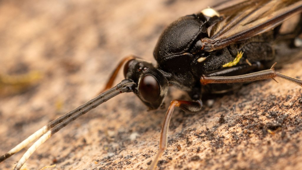 Hoplismenus pica
