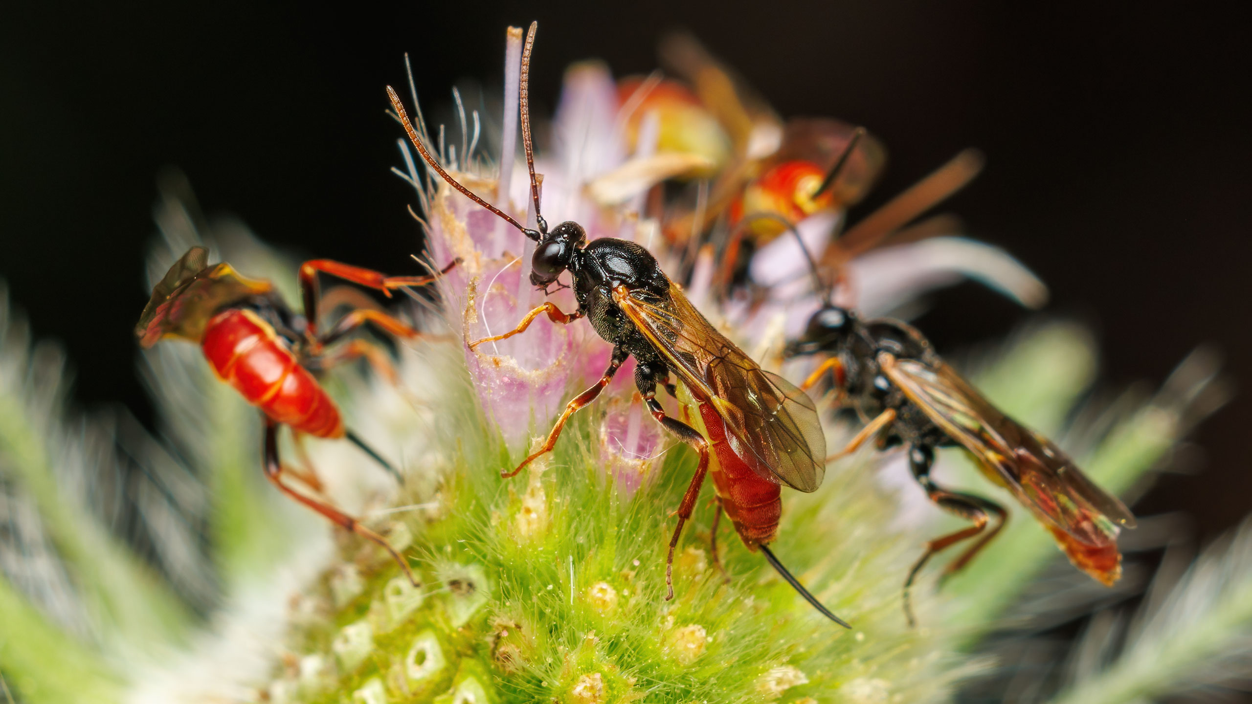 Ichneumonidae Stilbops ruficornis