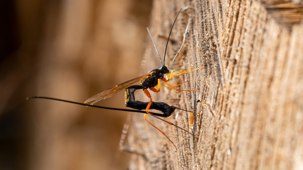 Ichneumonidae Ichneumonidae