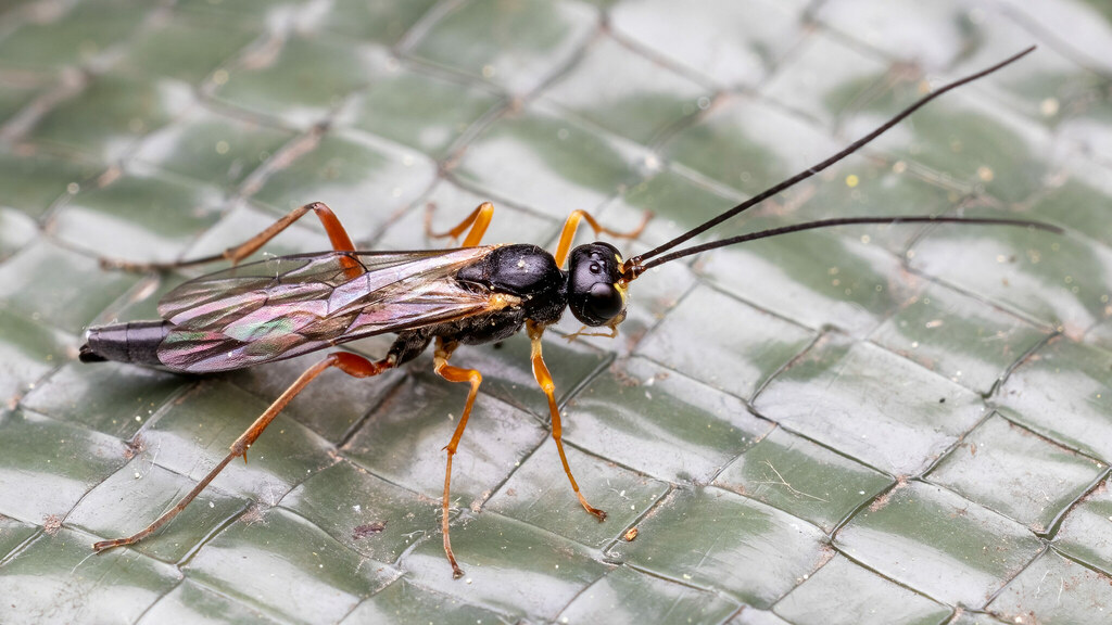 Ichneumonidae Ichneumonidae