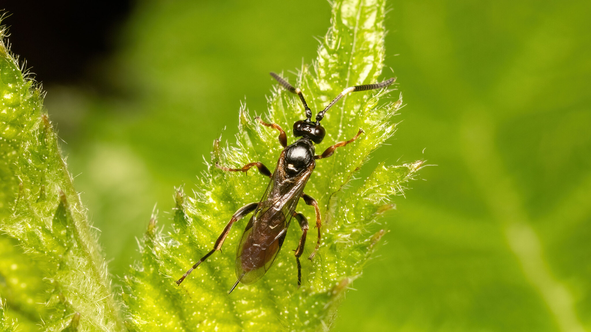 Ichneumonidae Ichneumoninae