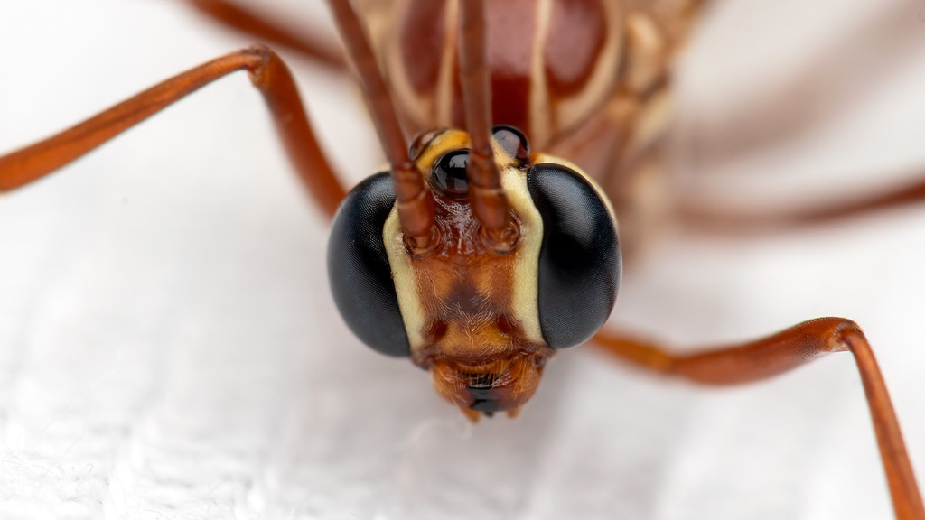 Ichneumonidae Ophion