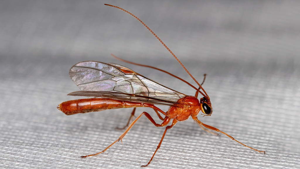 Ichneumonidae Ophion
