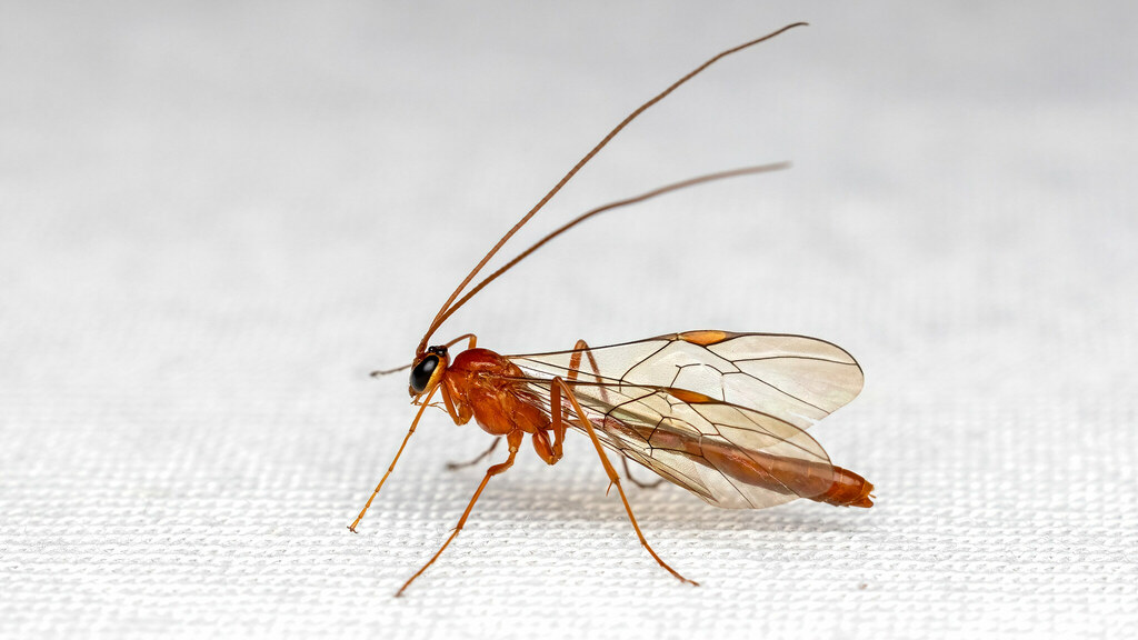 Ichneumonidae Ophioninae