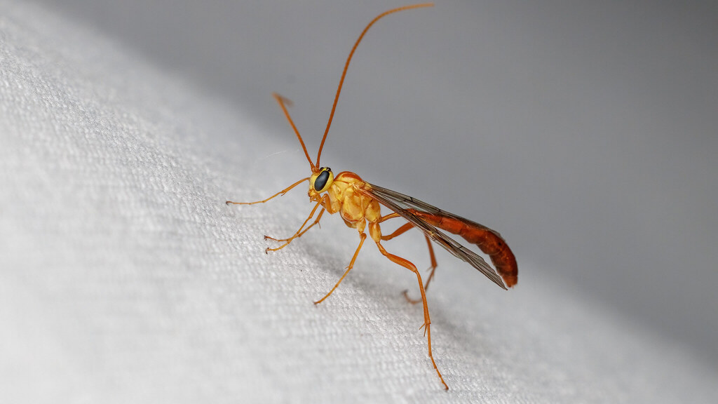 Ichneumonidae Ophioninae