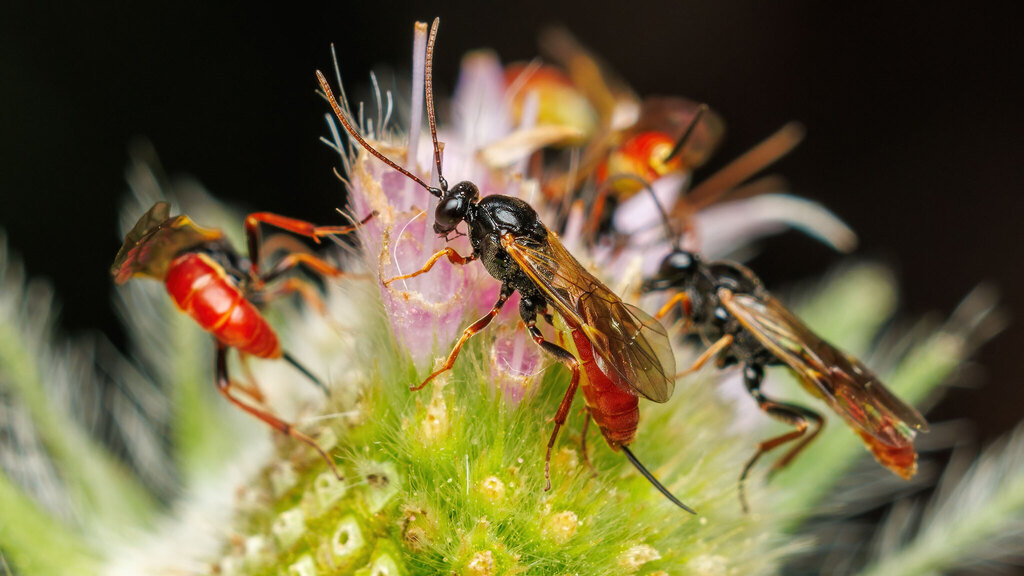 Ichneumonidae Stilbops ruficornis