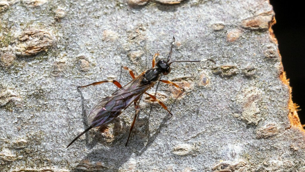 Ichneumonidae Xorides