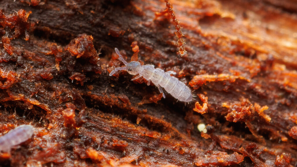 Isotomidae Isotominae