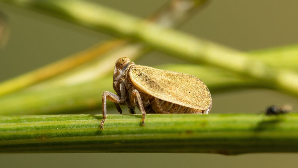 Issidae Issidae