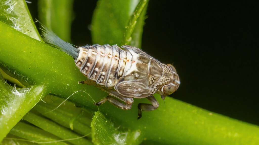 Issidae Issus coleoptratus
