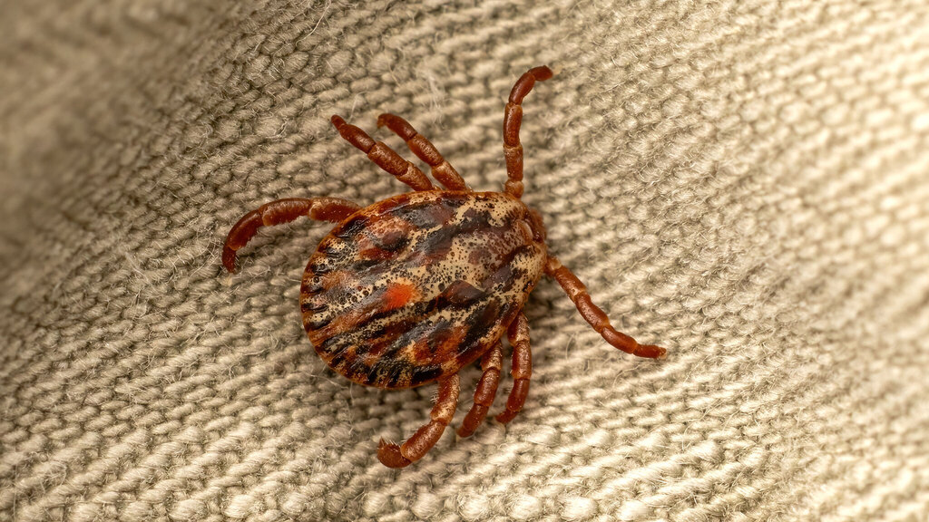 Ixodidae Dermacentor