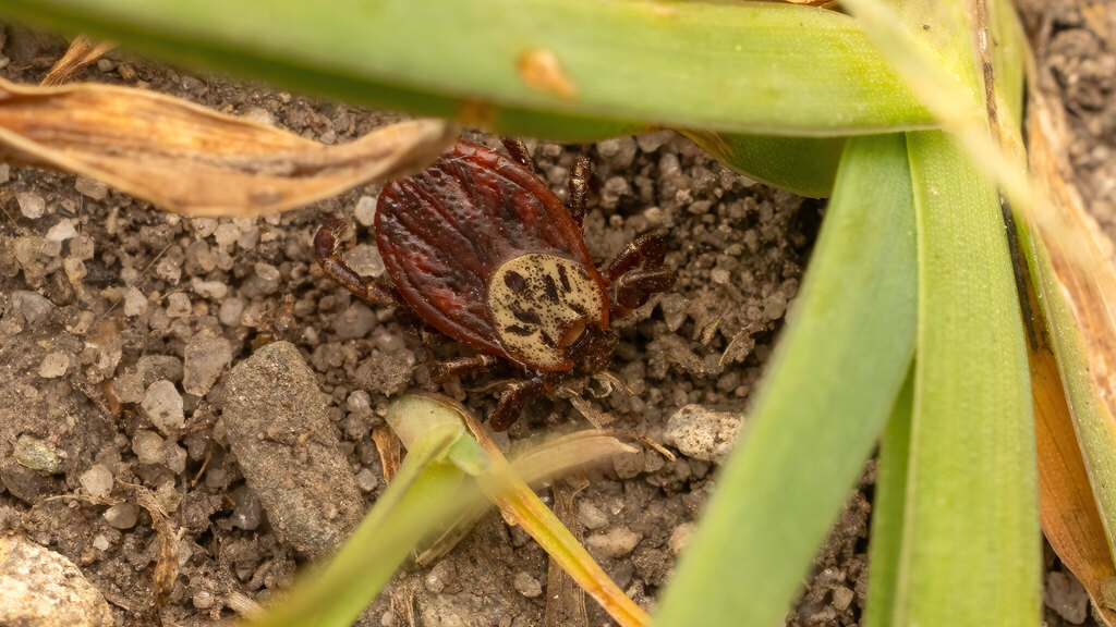 Ixodidae Dermacentor