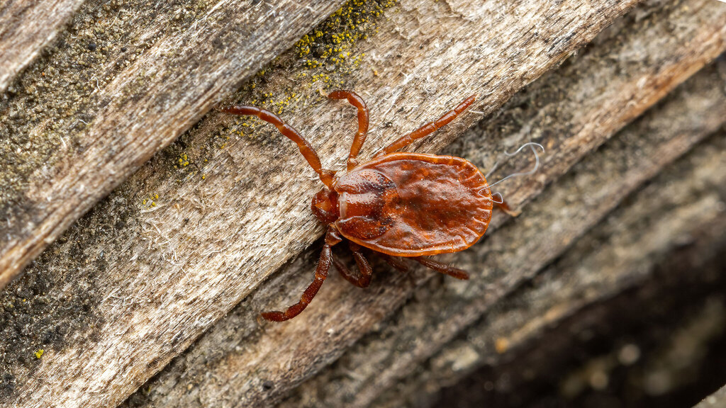 Ixodidae Haemaphysalis concinna