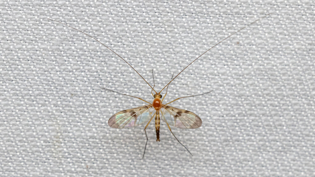 Keroplatidae Macrocera phalerata