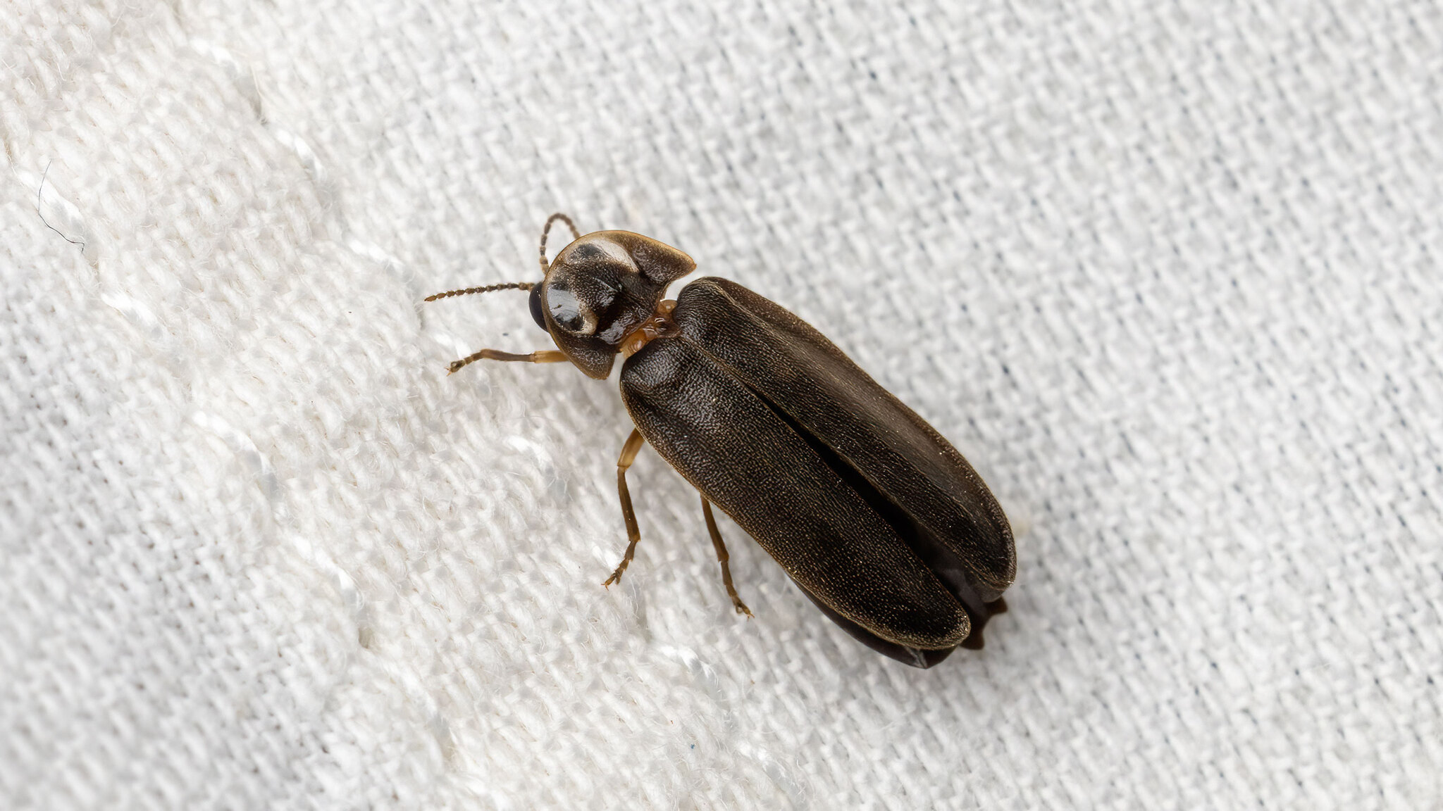 Lampyridae Lamprohiza splendidula