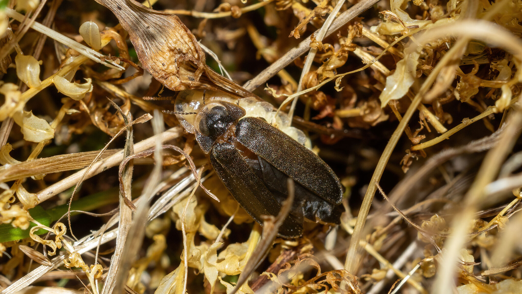 Lampyridae Lamprohiza splendidula
