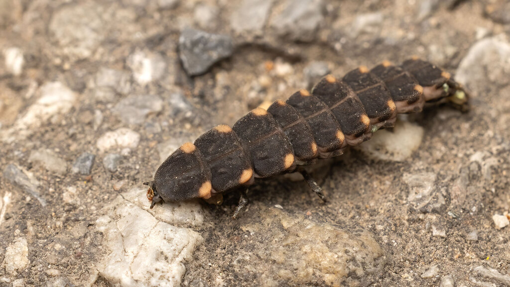 Lampyridae Lampyris noctiluca