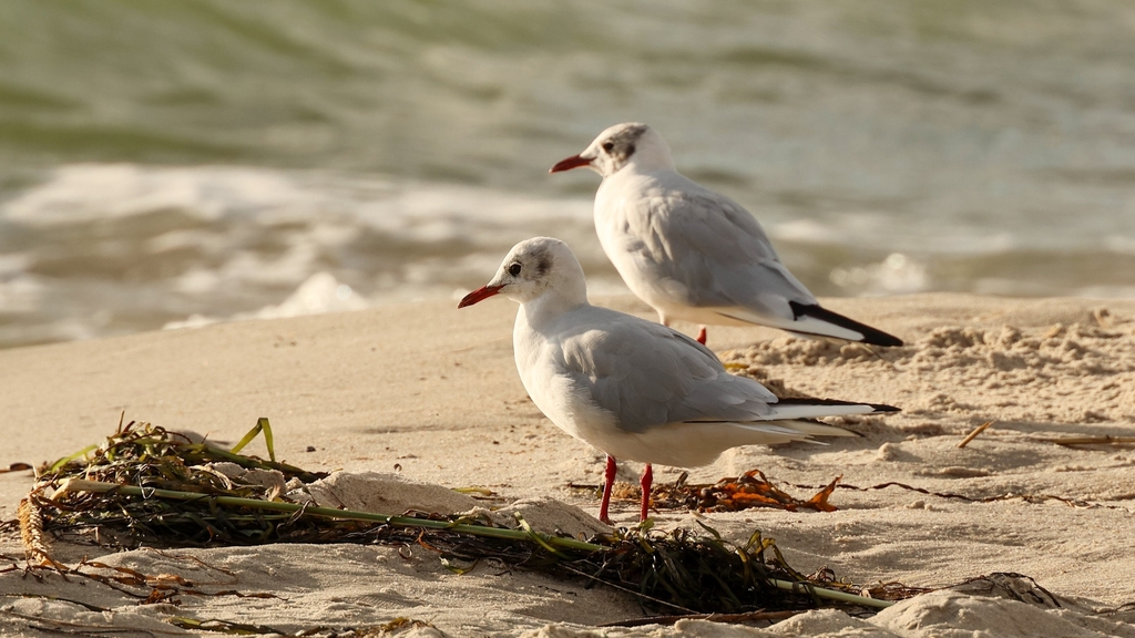 Laridae Chroicocephalus ridibundus
