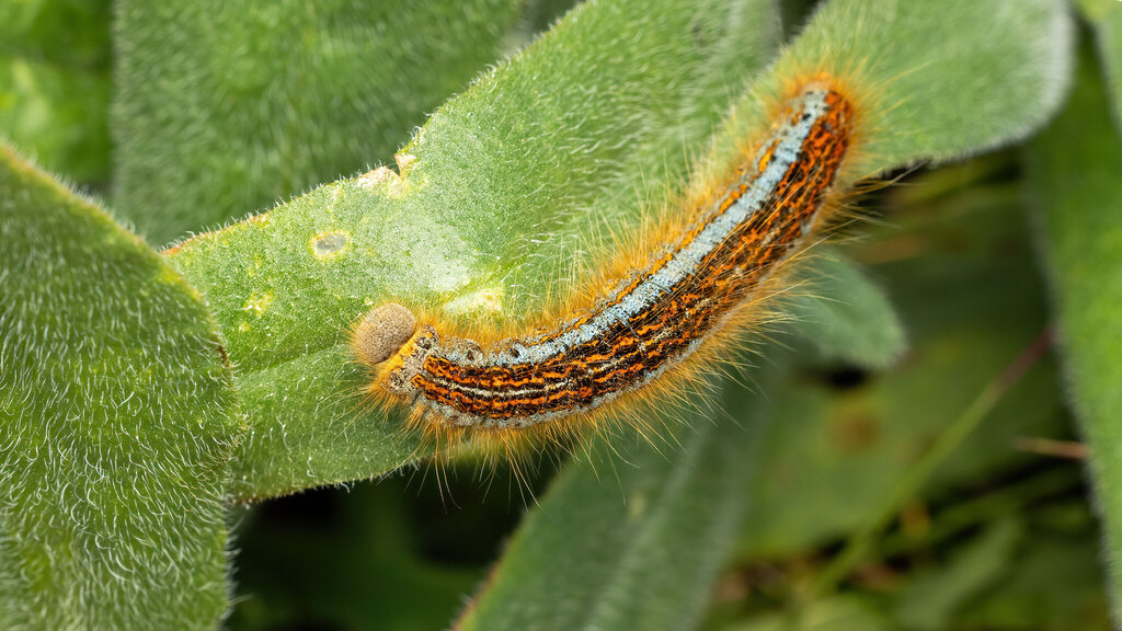 Lasiocampidae Malacosoma castrense
