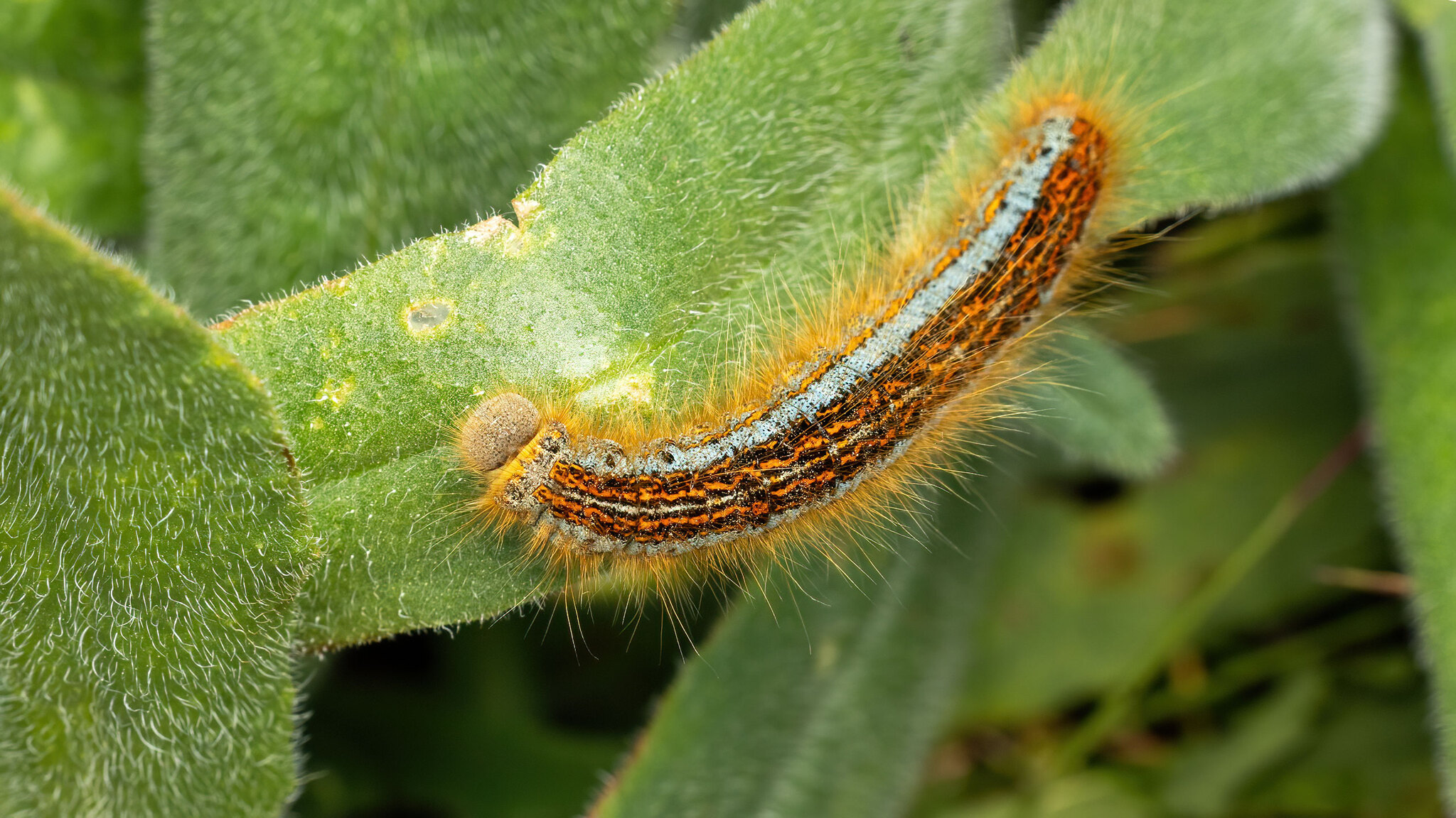 Lasiocampidae Malacosoma castrense