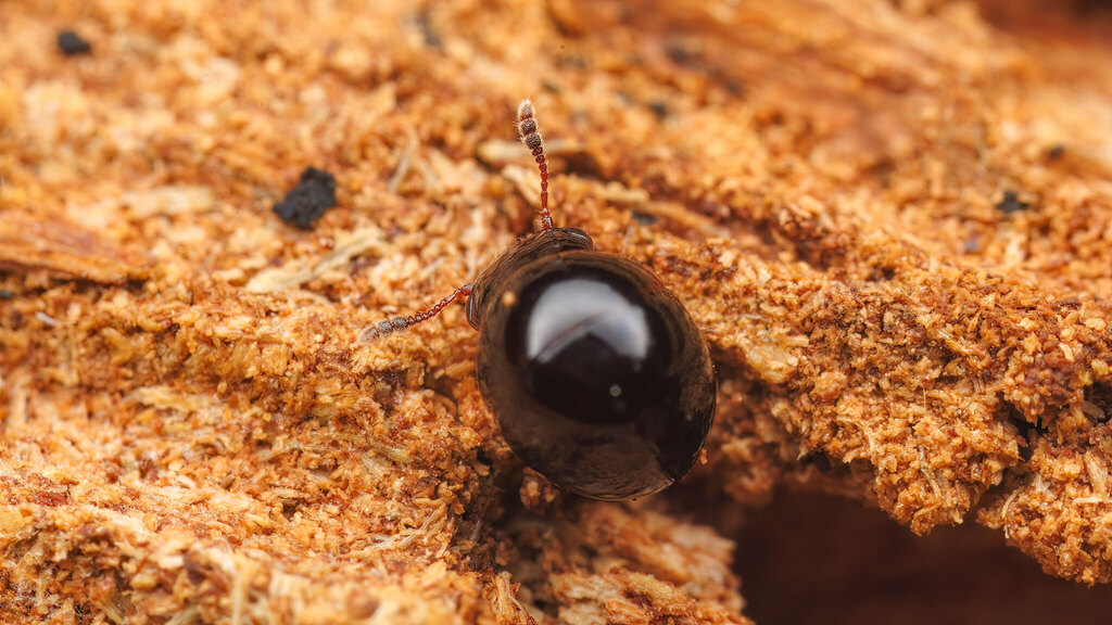 Leiodidae Agathidium nigrinum