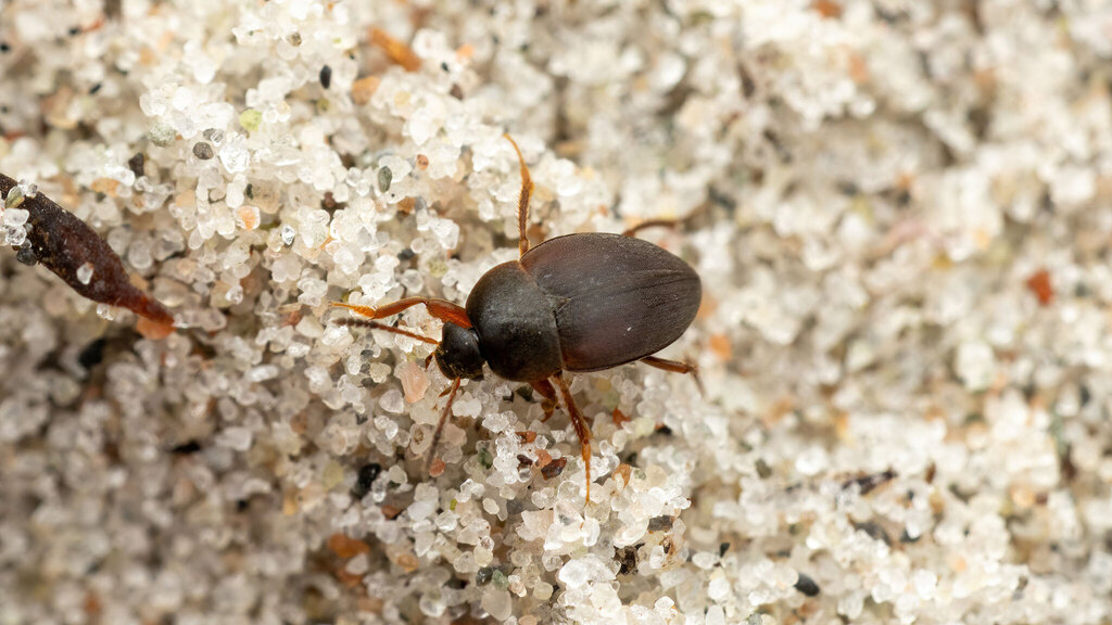 Leiodidae Catops fuscus