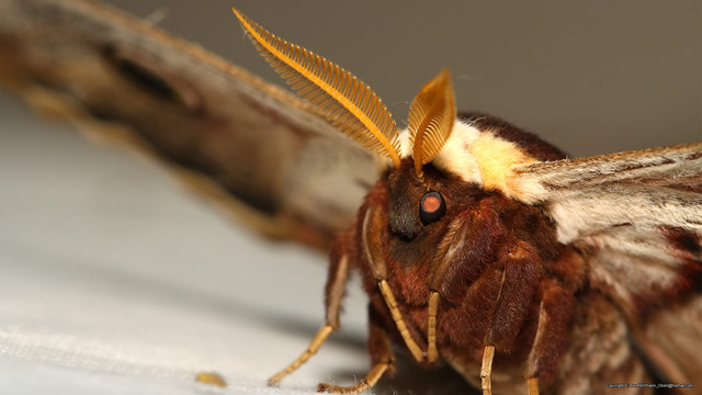 Saturnia pyri