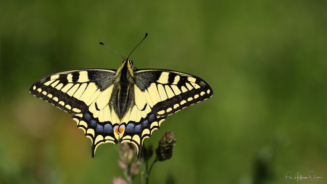 Papilio machaon