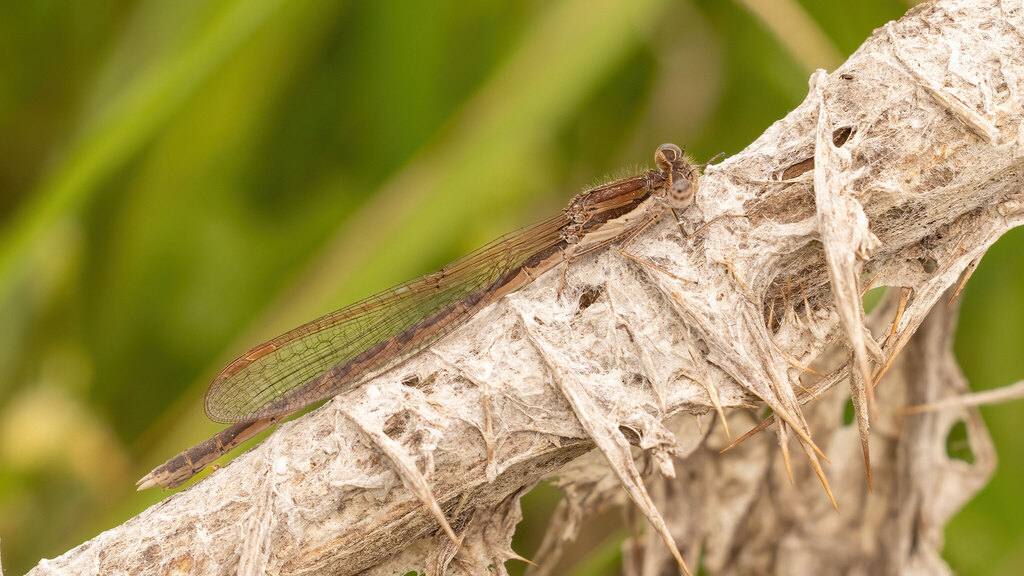 Lestidae Sympecma fusca
